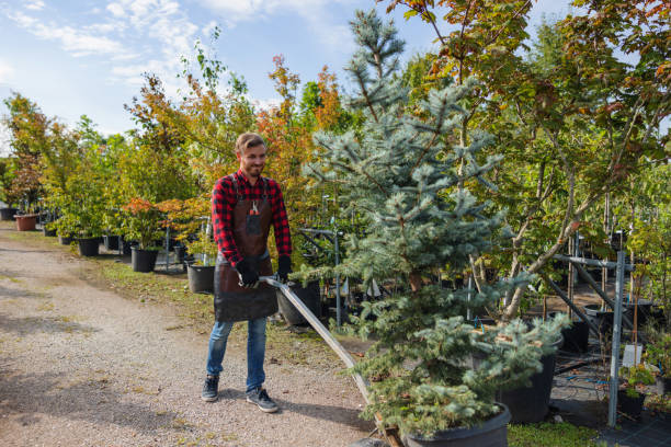 The Steps Involved in Our Tree Care Process in Mechanicstown, NY